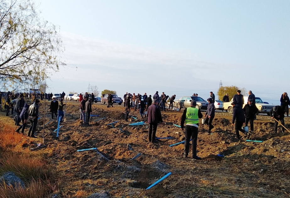 Bərdə sakinləri “Bir gündə 650 min ağac əkək” təşəbbüsünə qoşulublar  FOTO