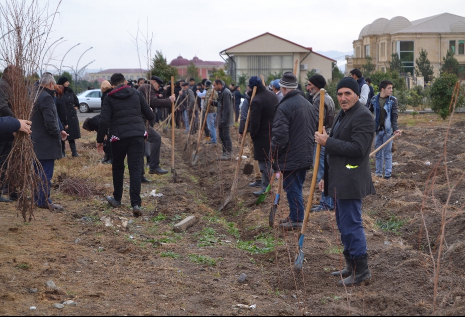 Füzuli: 650 min ağacın əkilməsi ölkəmizdə yaşıllıqların daha da artırılmasına müsbət təsir göstərəcək