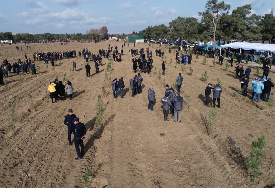 “Bir gündə 650 min ağac əkək” təşəbbüsü Şəmkirdə bayram tədbirinə çevrilib  FOTO