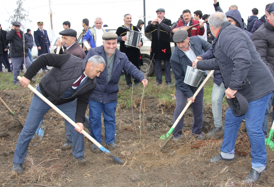 Cəlilabadlılar ağacəkmə aksiyasında fəallıq nümayiş etdiriblər