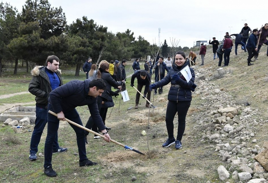 “AtaSığorta”nın kollektivi Mərdəkanda 300-dən çox ağac əkib