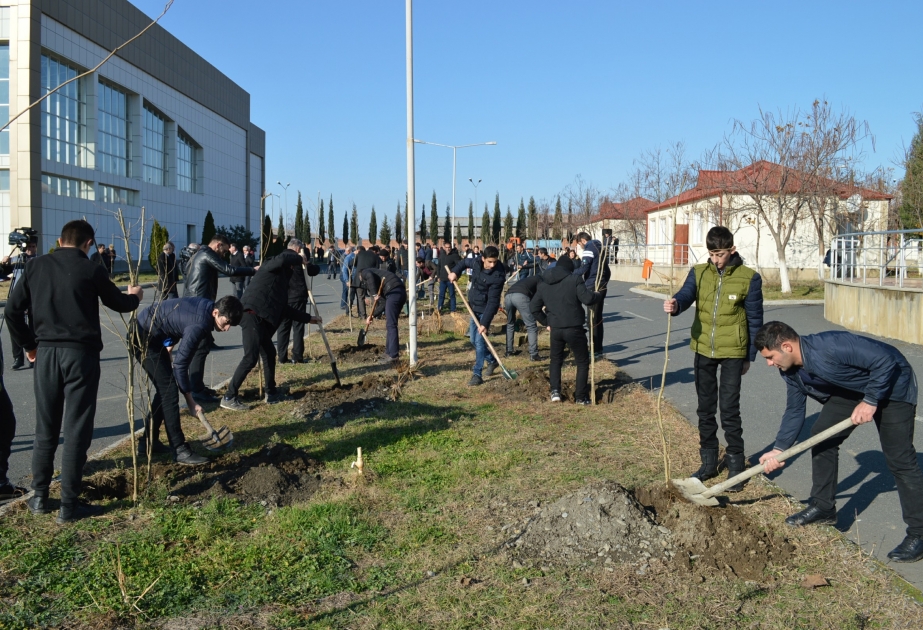Balakəndə Eldar şamı, Xan çinarı və digər növ ağac tingləri əkilib