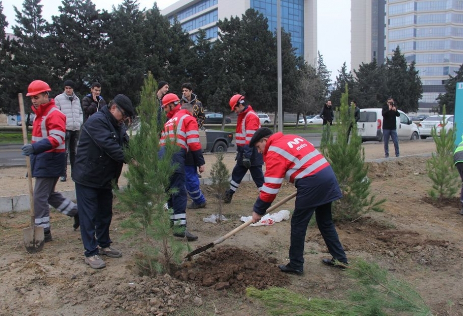 “Bakı Metropoliteni” QSC-nin “Nərimanov” elektrik deposu yaxınlığında yaşıllıq salınıb