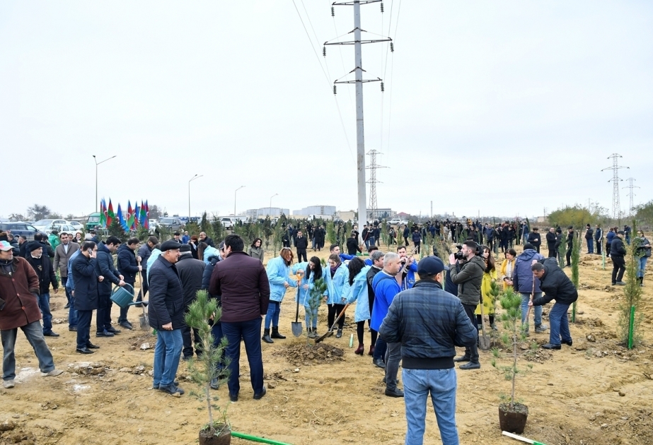 Plus de 650 mille arbres plantés dans le cadre de la campagne organisée à l’initative de Mehriban Aliyeva