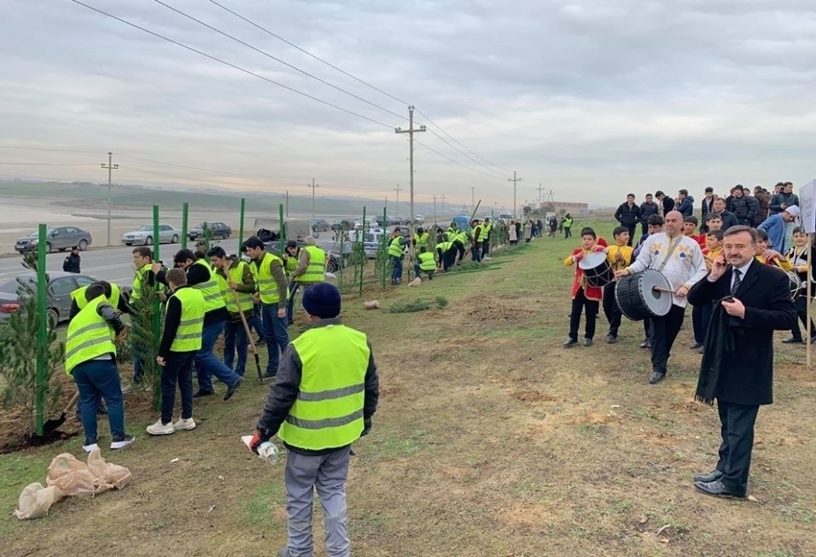 Plantemos 650.000 árboles en un día:"Los habitantes de Absherón participan activamente en una campaña a gran escala"