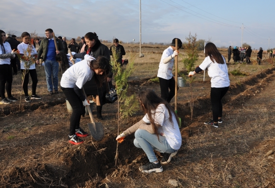Residentes del distrito de Tovuz participaron con entusiasmo en la campaña de plantación de árboles