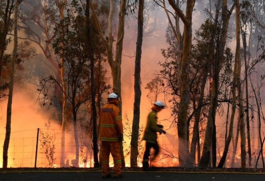 Temperaturen in Sydney steigen auf bis zu 40 Grad: Starke Winde fachen Buschfeuer an