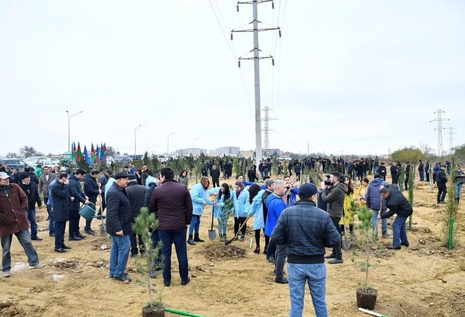由阿塞拜疆第一副总统发起的植树活动得热烈响应已栽种65万多棵树