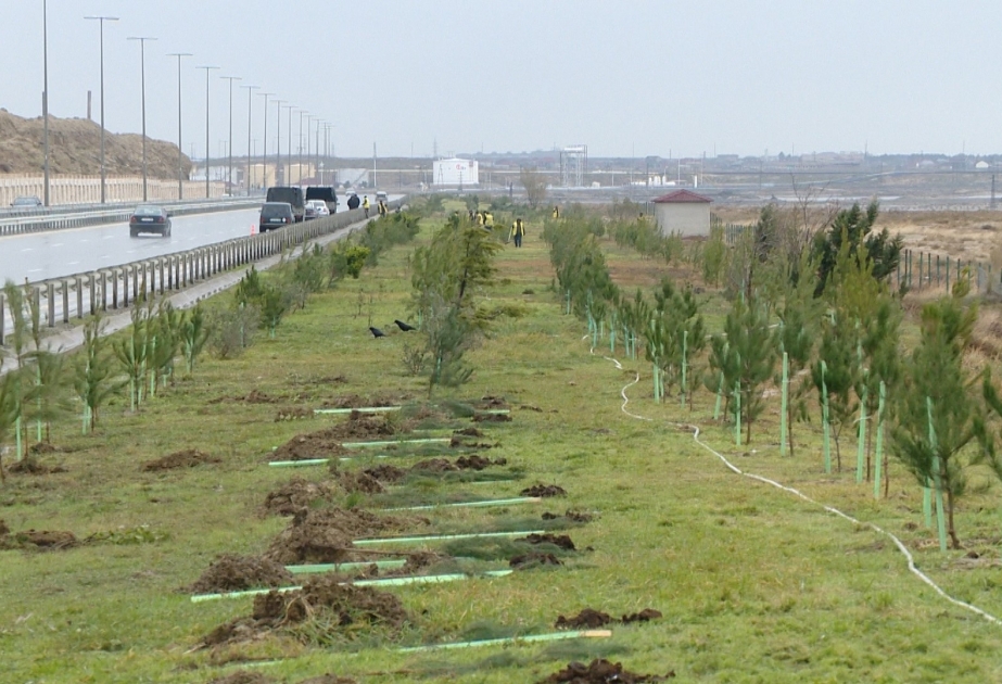 14 декабря на территории лесного фонда Масаллинского района состоится акция по посадке деревьев