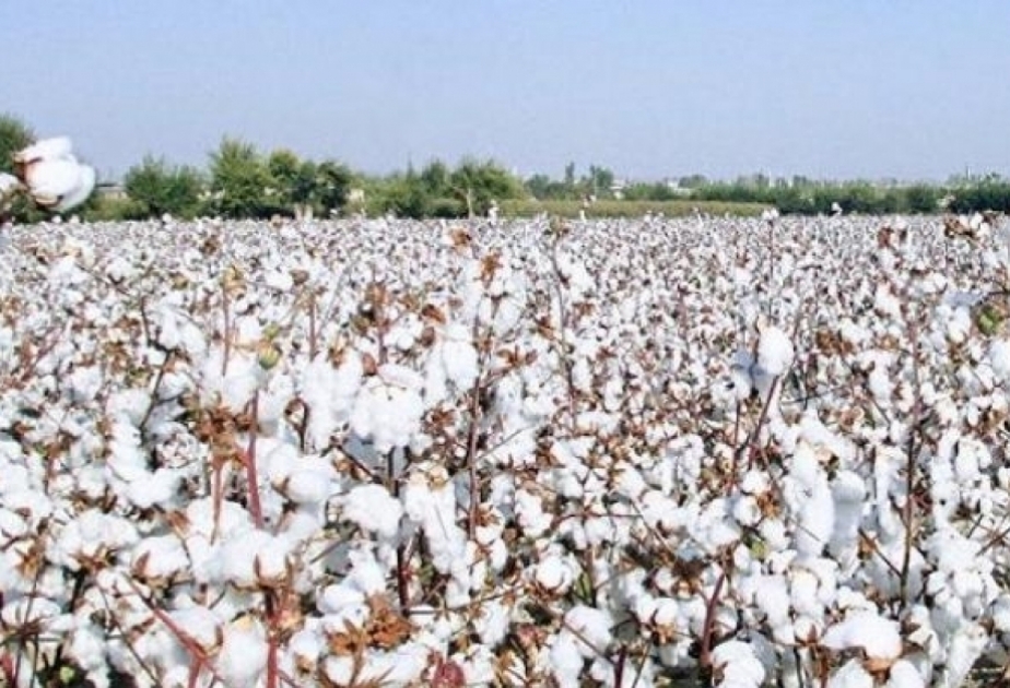 今年1月至11月 阿塞拜疆棉纤维和纱线出口有所增加