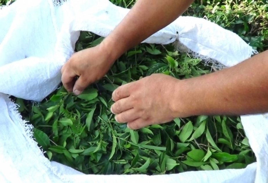 Из Азербайджана экспортировано 1359 тонн чая
