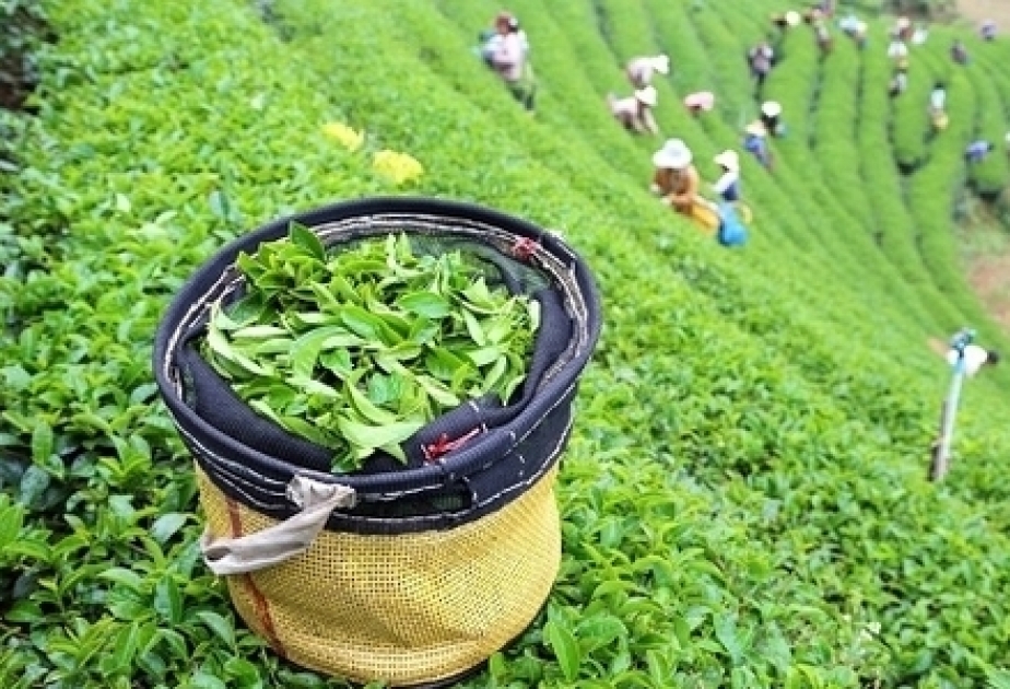 За одиннадцать месяцев в Азербайджан импортировано 12,5 тыс. тонн чая