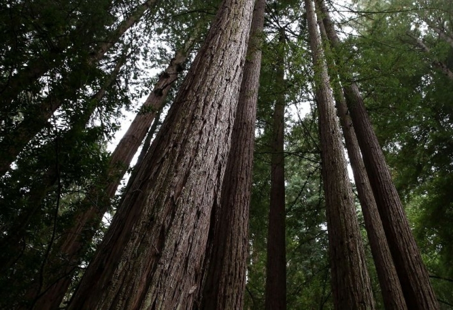 28-Jähriger im Muir Woods National Monument von umstürzenden Mammutbaum tödlich verletzt