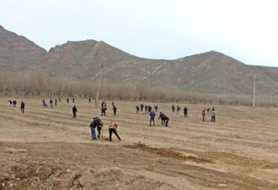 Nachitschewan: In Sadarak Region mehr als 14.000 Bäume gepflanzt