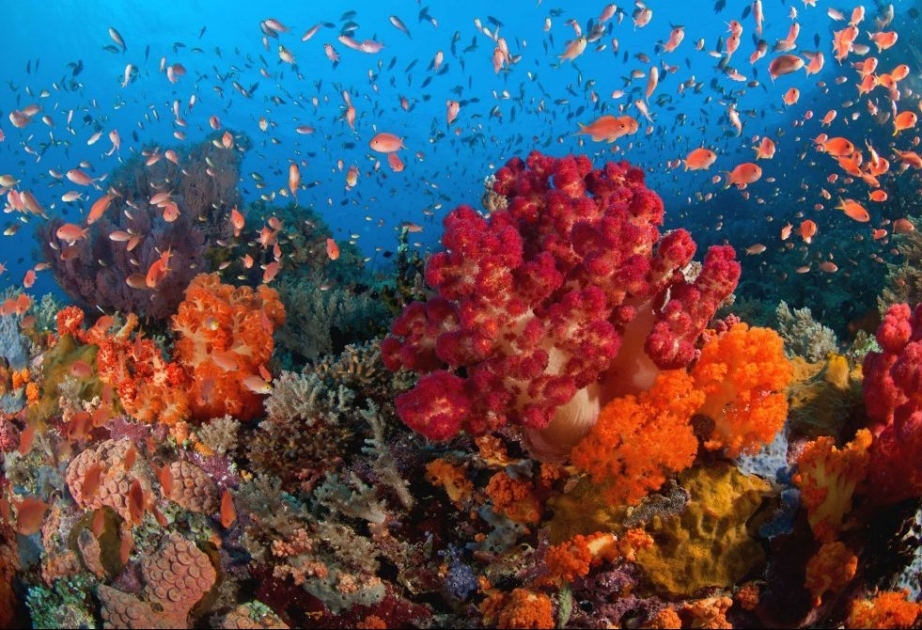 Кораллы Средиземноморья беспомощны против рыболовных сетей