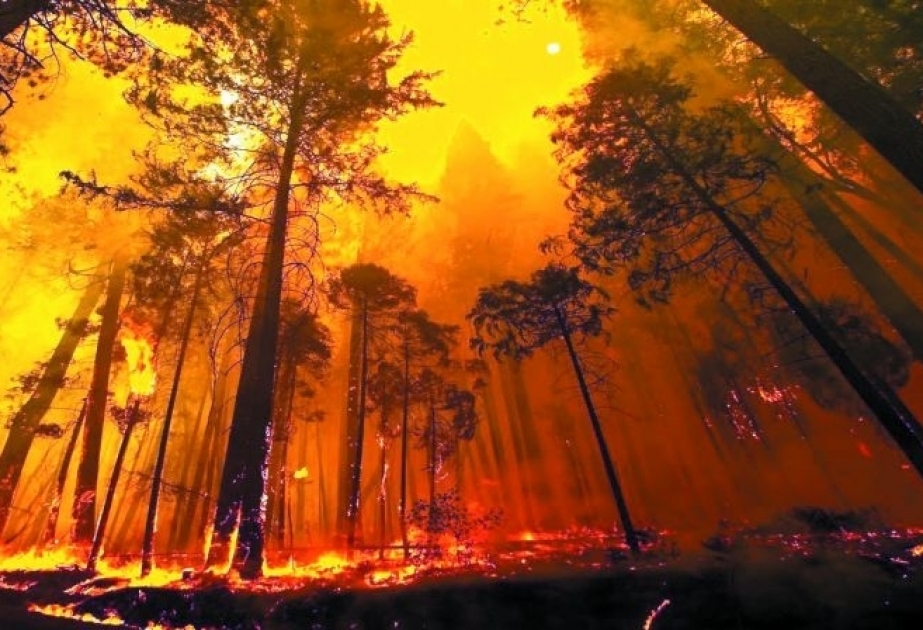 Australian bushfire cloud visible in Chile and Argentina