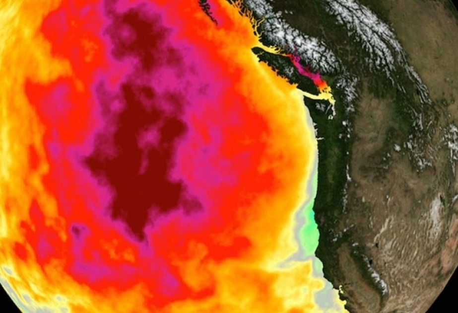 Forscher untersuchen, was warme Wassermassen vor der amerikanischen Westküste angerichtet haben