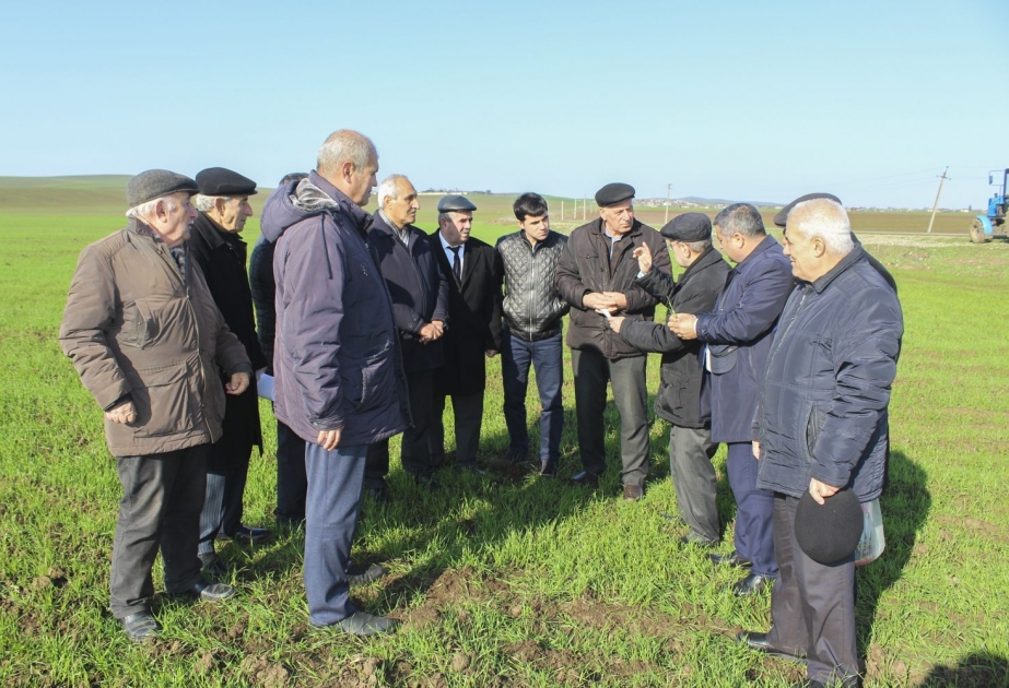 Cəlilabadda “Alimlər fermerlərin yanında” layihəsinin icrası davam etdirilir