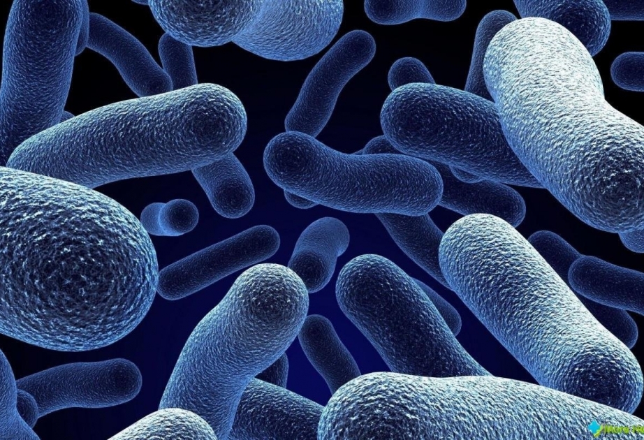 Обнаружены новые виды бактерий, невосприимчивых к антибиотикам