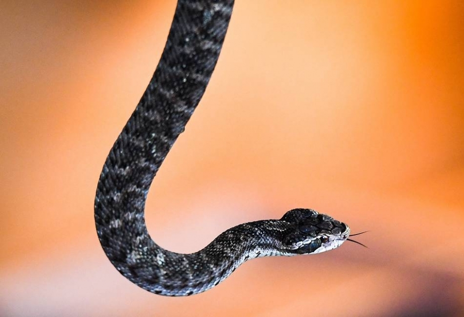 Ученые назвали змей наиболее вероятным носителем китайской вирусной пневмонии