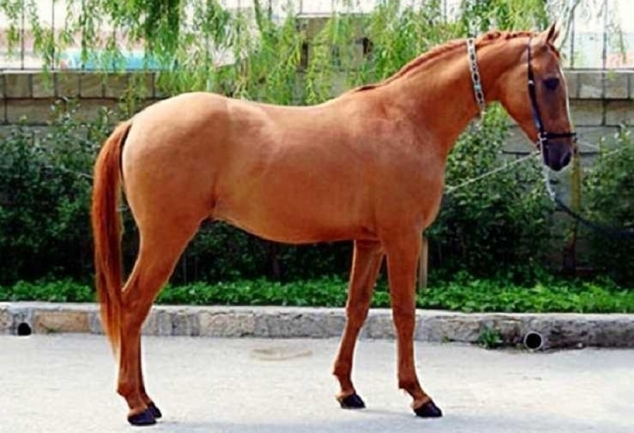 Portal italiano publica información sobre los caballos de Karabaj