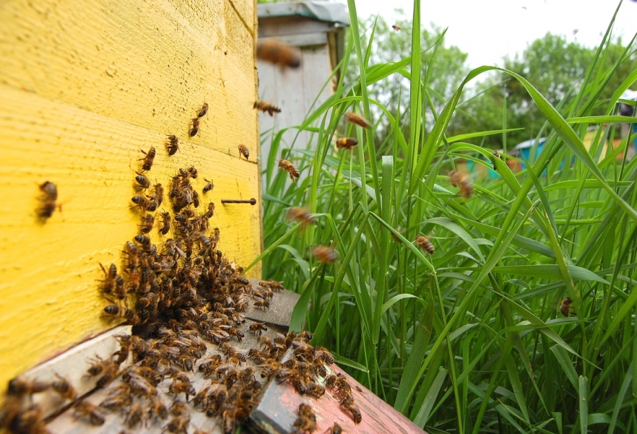 Süni mayalanmış təmiz qanlı ana arılar ilk dəfə olaraq arıçılara veriləcək
