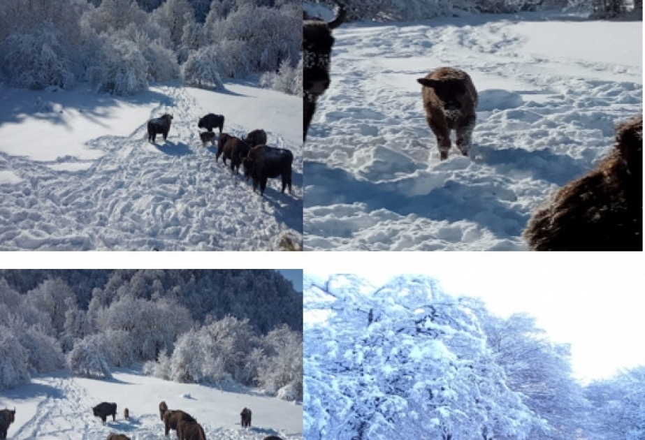Azərbaycanın milli parklarının qış mənzərələri