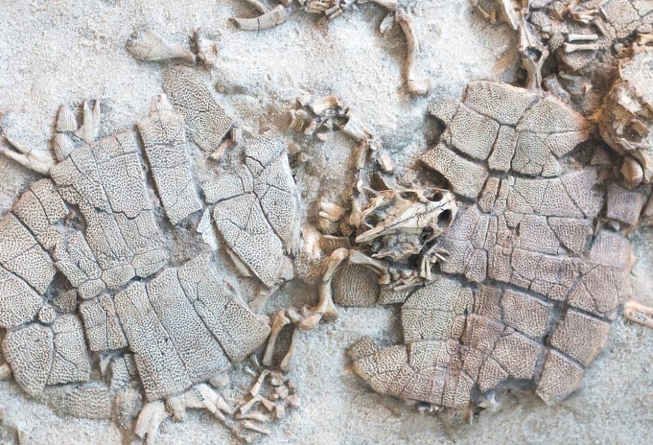 В Венесуэле нашли останки трехметровой доисторической черепахи с рогами