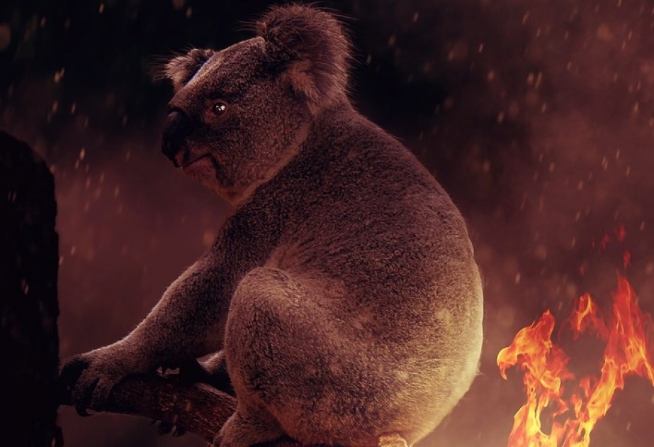 113 видов животных находятся под угрозой исчезновения из-за пожаров в Австралии