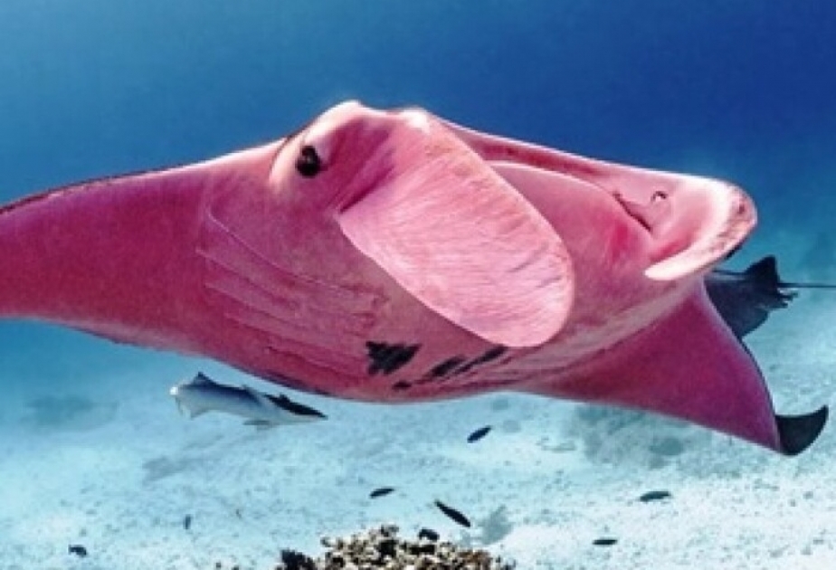 Фотограф запечатлел единственного в мире розового ската