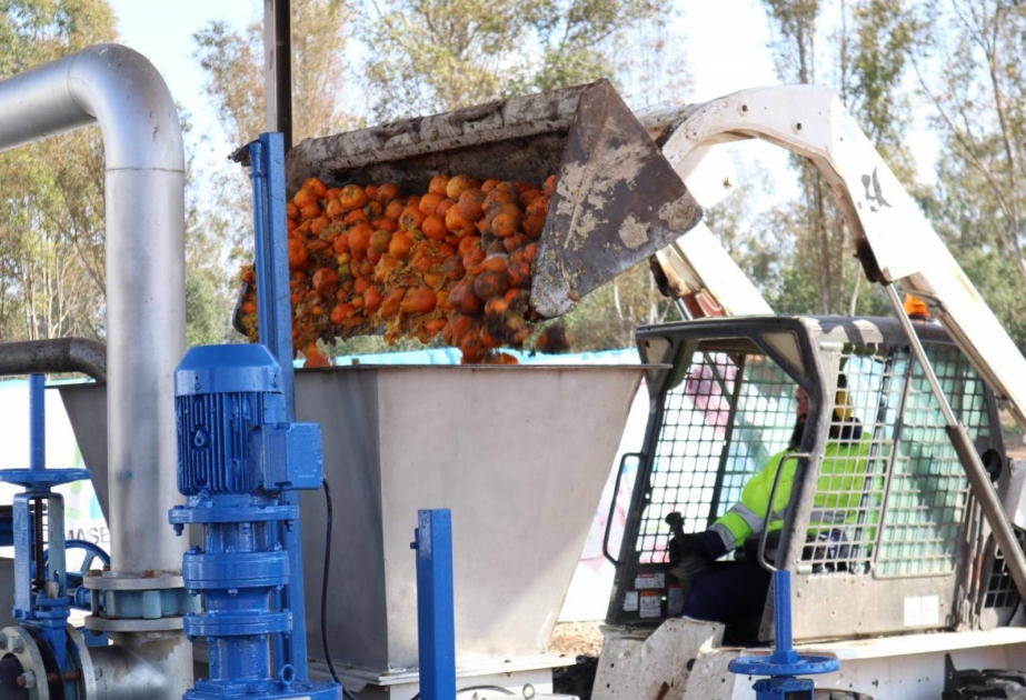 В Севилье будут получать биогаз из апельсинов