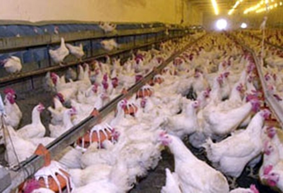 Sabirabadda yeni quşçuluq fabriki fəaliyyətə başlayıb