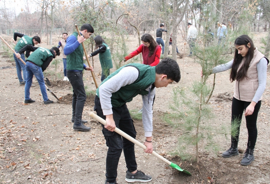 Se organizó una campaña de plantación de árboles por una universidad azerbaiyana