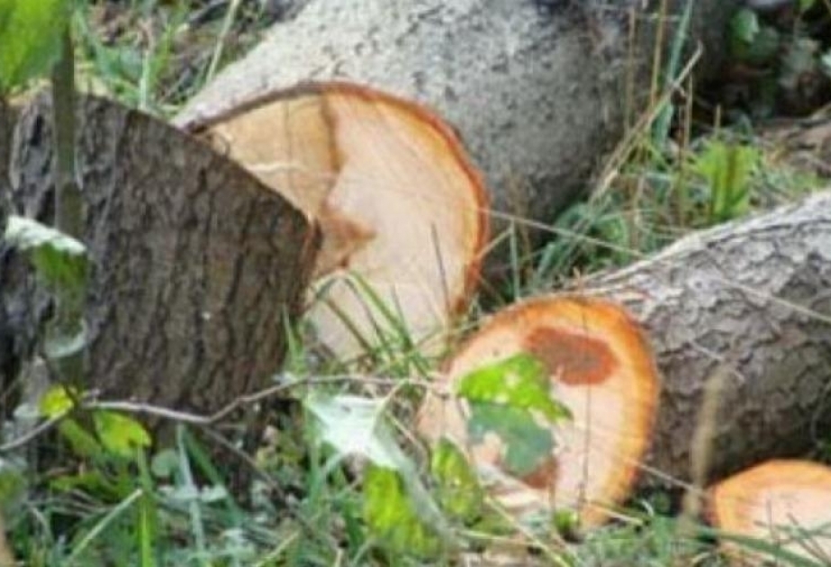 Оштрафована компания, уничтожающая деревья тяжелой техникой в Низаминском районе столицы