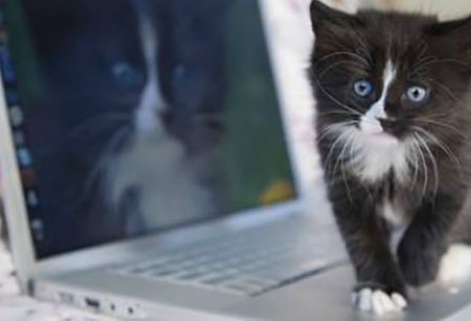 Ученые нашли необычную причину болезни сердца у кошек