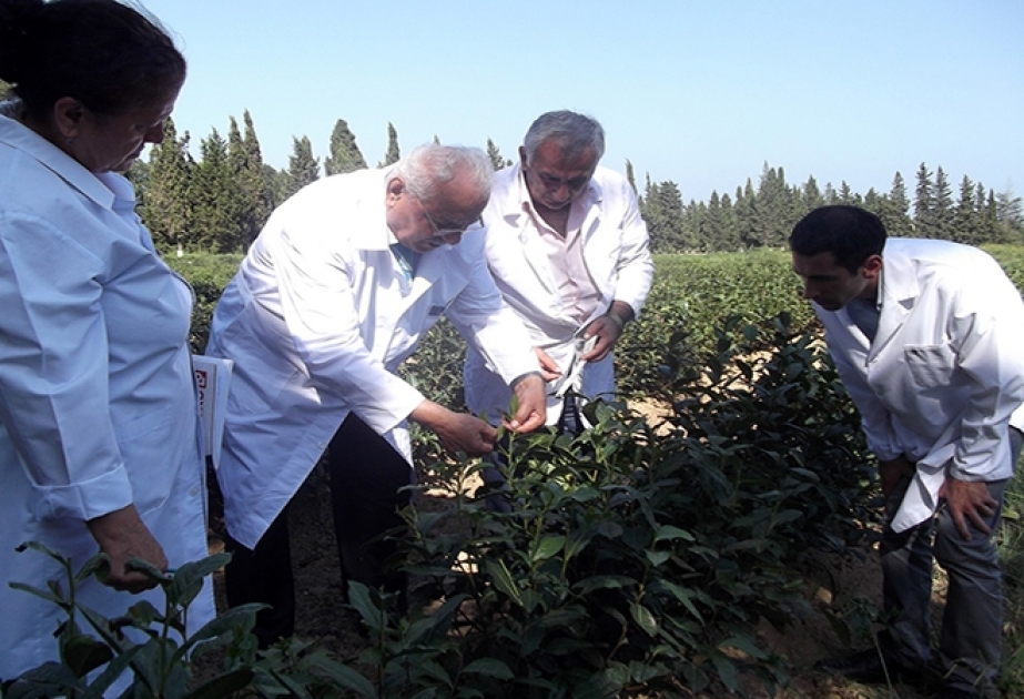 Lənkəran Regional Elmi Mərkəzində elmi nəticələrin iqtisadiyyata inteqrasiyası istiqamətində mühüm işlər görülür
