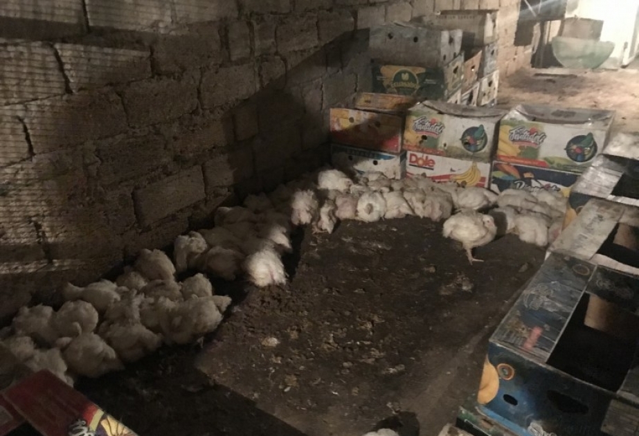 Xəzər rayonunda antisanitar şəraitdə fəaliyyət göstərən quş kəsimi sexinin fəaliyyəti məhdudlaşdırılıb