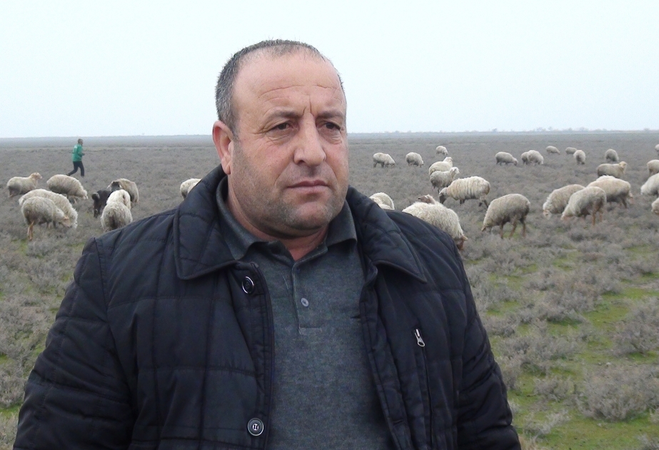 Biləsuvarlı fermer: Rayonumuzda yun emalı müəssisəsi olarsa, işimiz də asanlaşar VİDEO