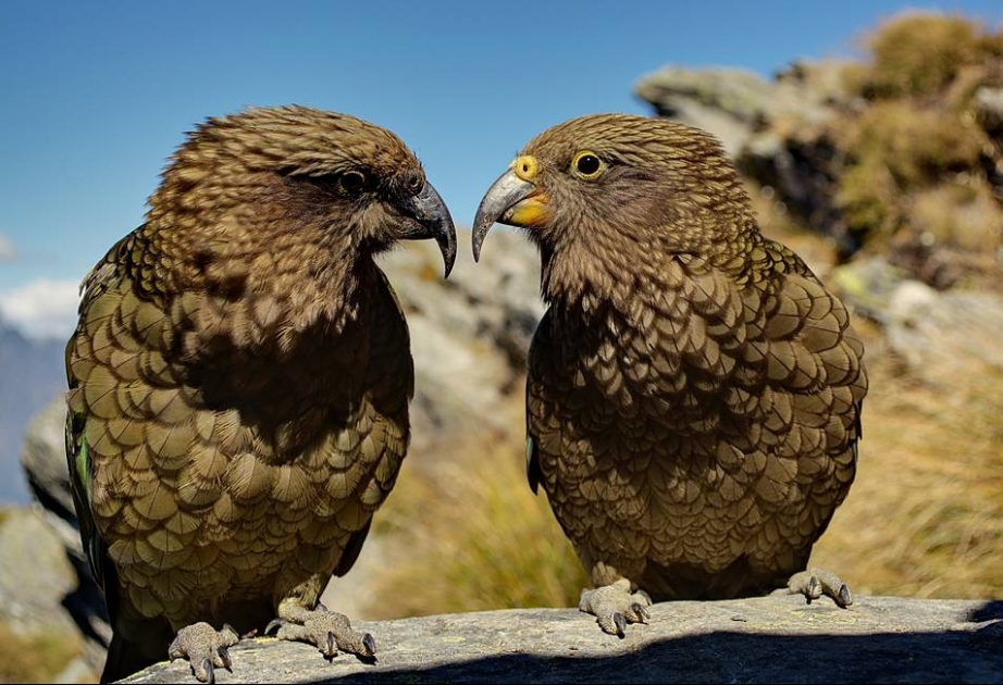 Новозеландские биологи доказали, что попугаи понимают основы теории вероятностей