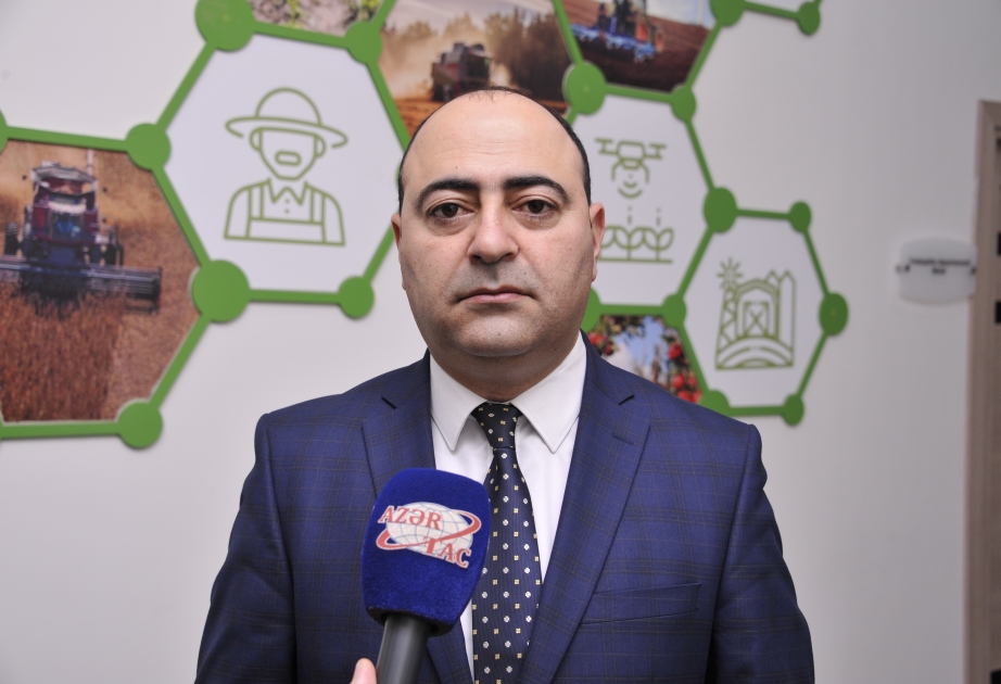 Yazlıq kartof istehsalının həcmində artım gözlənilir