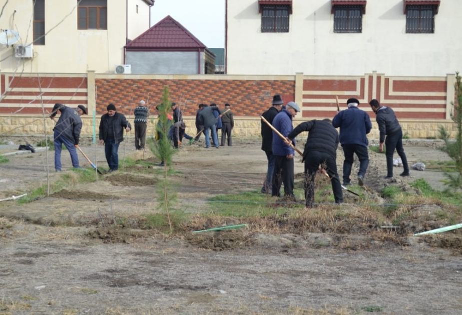 Yevlaxda keçirilən aksiyada Eldar şamı və Xan çinarı ağacları əkilib