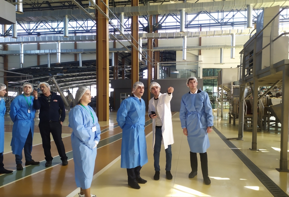 Qəbələ Dövlət Aqrar İnkişaf Mərkəzinin könüllüləri emal müəssisələrində istehsal prosesi ilə tanış olublar