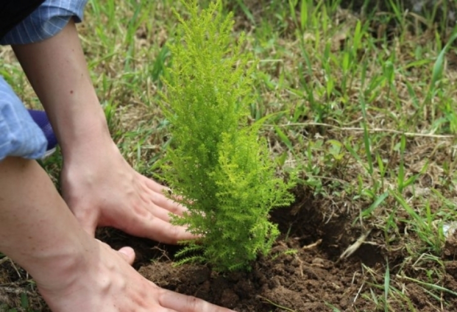 21 580 arbres plantés en Azerbaïdjan en trois derniers jours