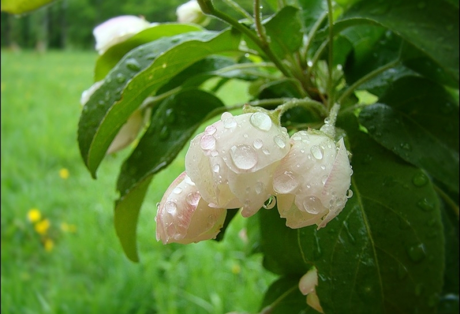 Havanın temperaturu enəcək, yağış, qar yağacaq
