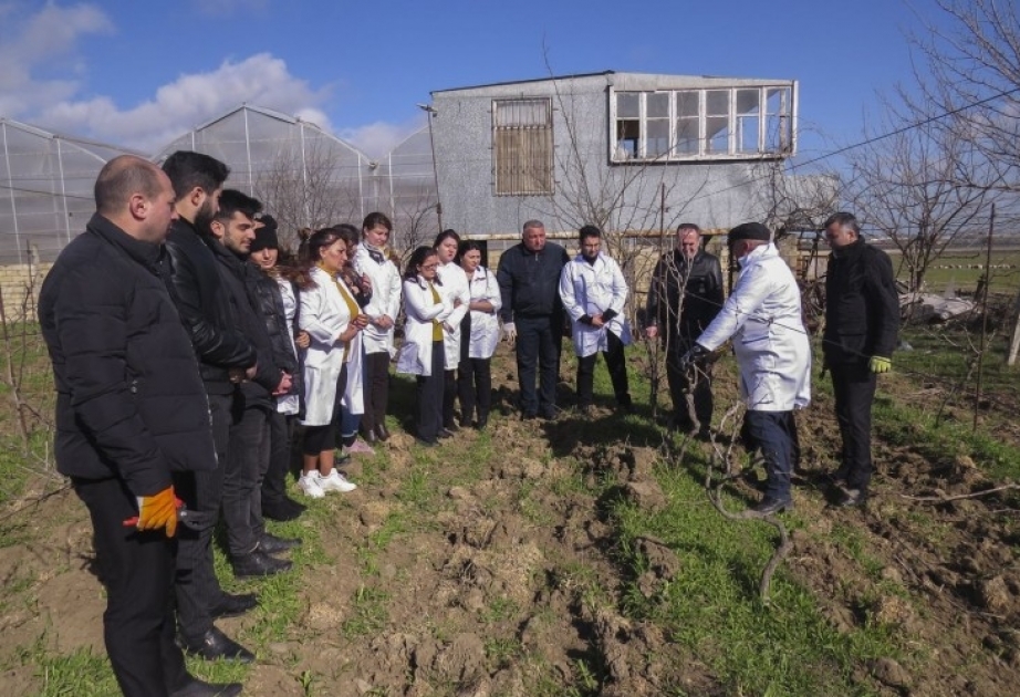 “Üzümçü və Şərabçı Gənclər” Birliyi ilə fermerlər arasında əməkdaşlıq qurulur