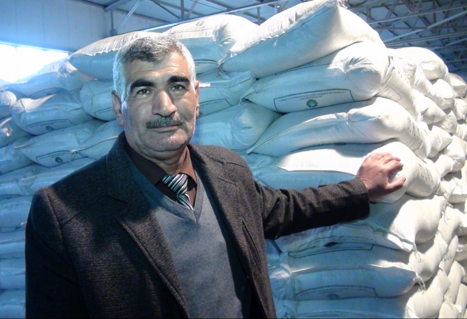 “Əvvəllər gübrə tapa bilmirdim, indi isə sağ olsun dövlətimiz, fermerlər üçün lazımi şərait yaradıb” - cəlilabadlı fermer VİDEO