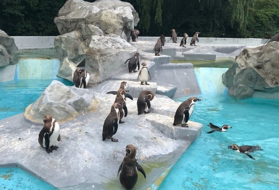 Wegen Corona-Pandemie sind im Shedd Aquarium von Chicago Pinguine los