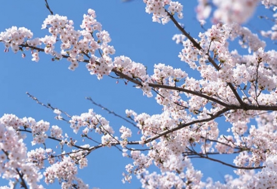 Le printemps est arrivé en Azerbaïdjan