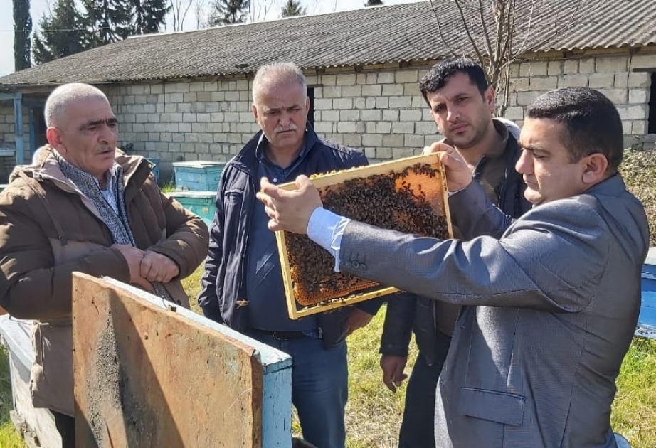 Keyfiyyətli və bol məhsulun təməli, ilk növbədə, arıxanalara və arılara düzgün qulluq etməklə qoyulur – Astaradan reportaj VİDEO