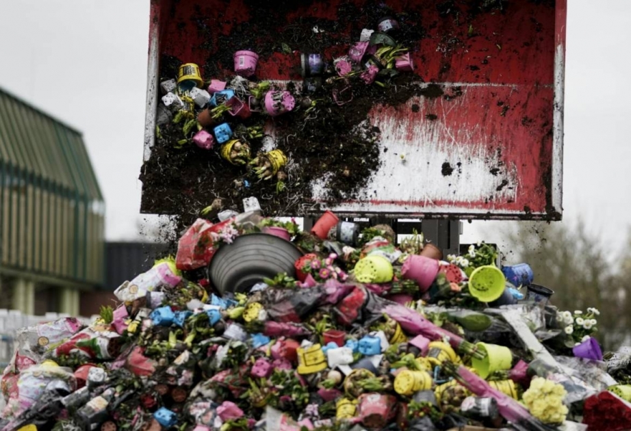 Niederlanden: Blumenproduktion landet wegen des Coronavirus- auf dem Müll